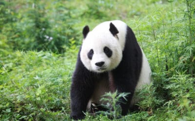 Das grüne Silvester: WWF empfiehlt die 10 guten Öko-Vorsätze für das neue Jahr
