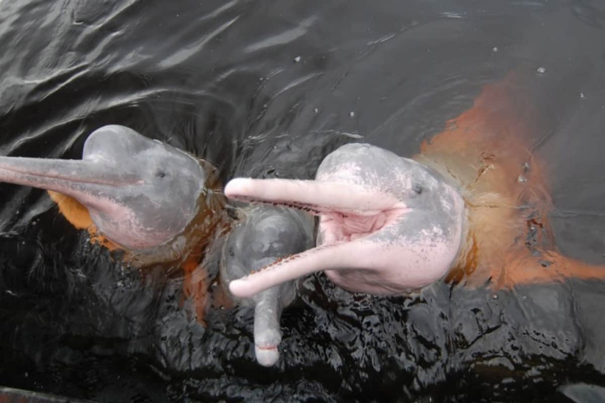 Rosa Flussdelfine. (c) WWF-Caonon/Anton Vorauer flussdelfine