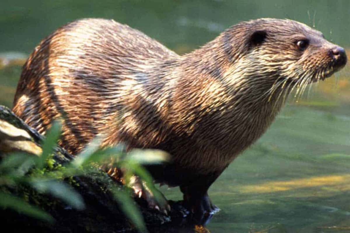Fischotter Zwei Biber schauen sich frontal an