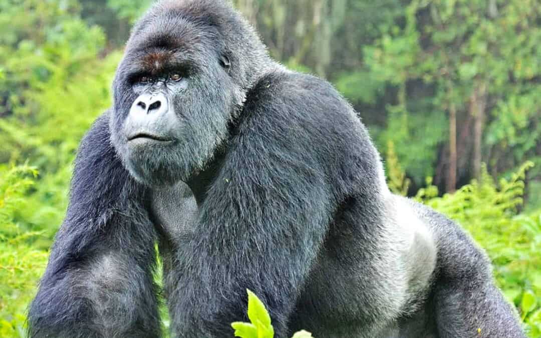 gorillas-berggorilla-silberruecken