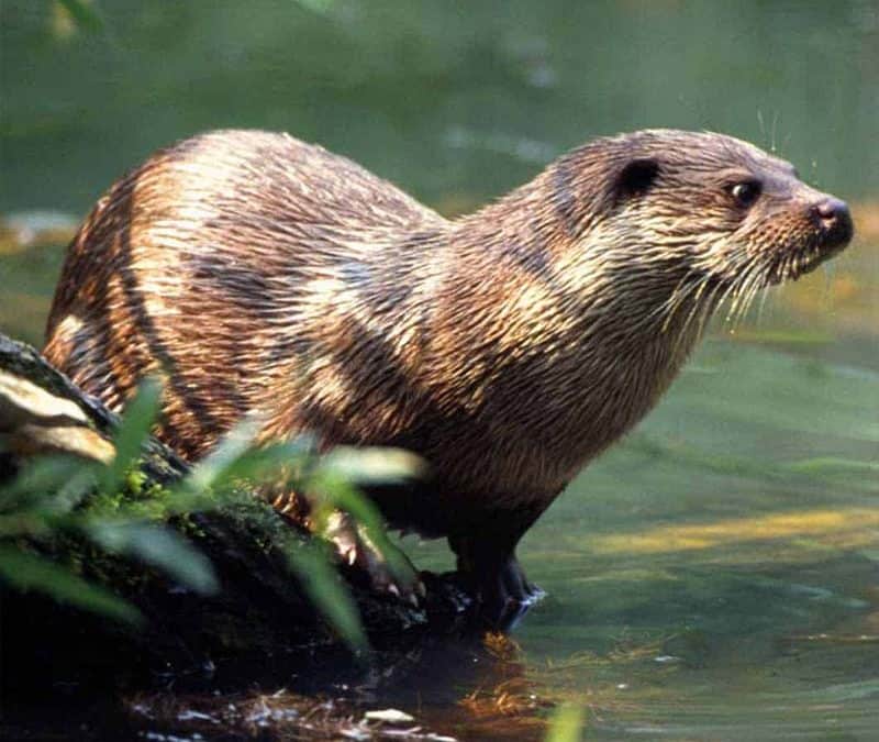 Otter (c) H. Glader / 4nature