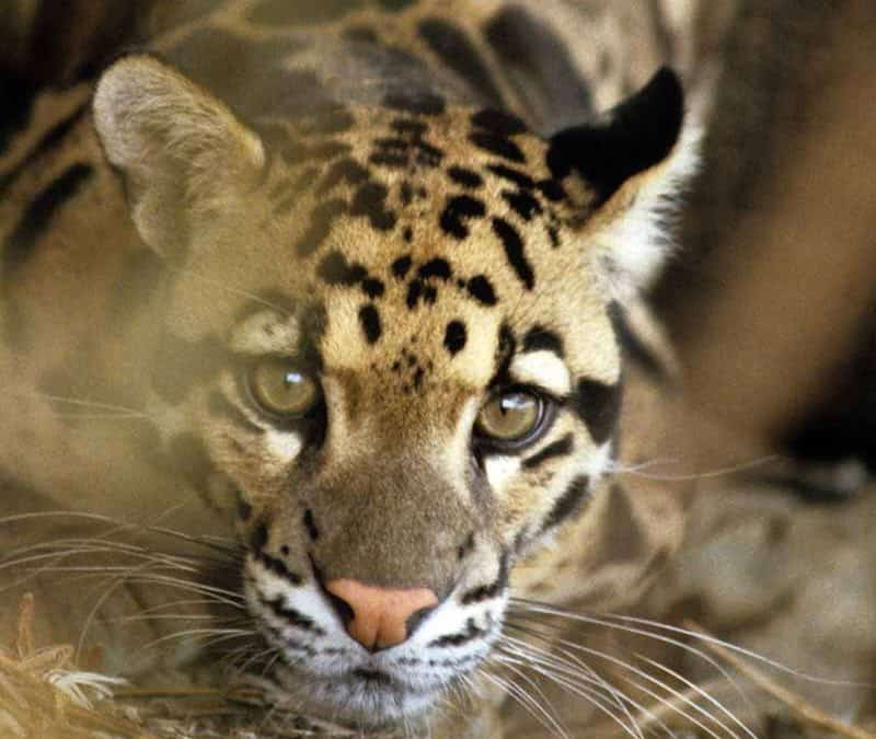 Parder closeup (c) Bruce W. Bunting / WWF US