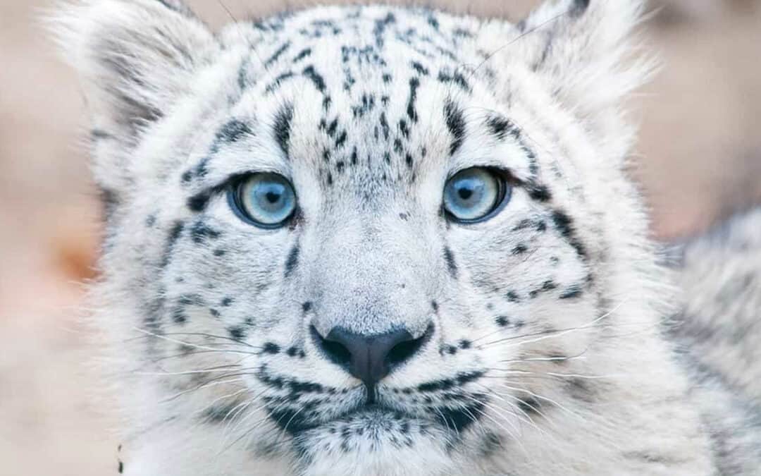 schneeleoparden-schneeleopard-portrait