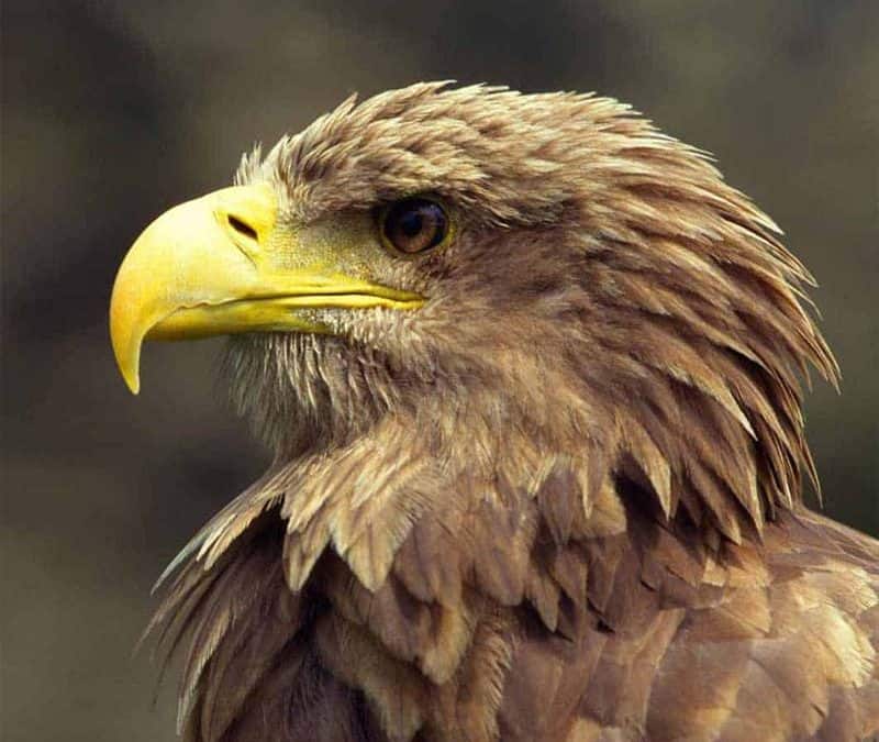 Seeadler closeup (c) WWF