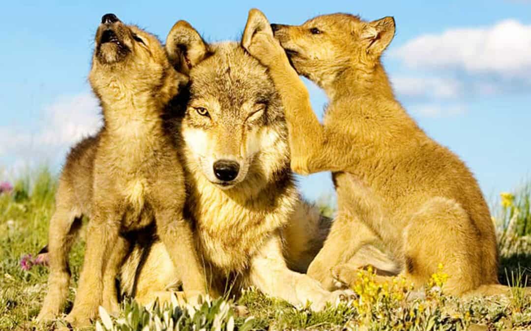 woelfe-wolf-jungtiere-mit-mutter