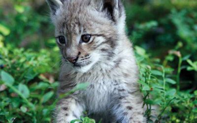 WWF: Neue Biodiversitäts-Strategie darf nicht zum Papiertiger werden
