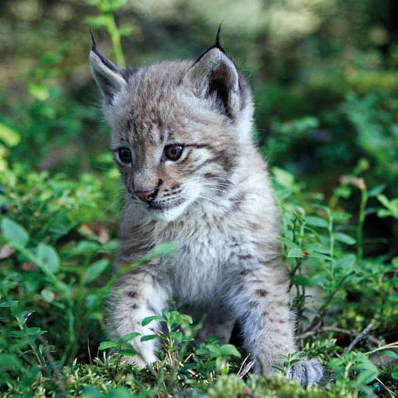 Luchs