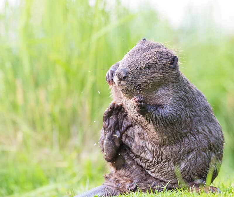 Eurasischer Biber (c) Leopold Kanzler