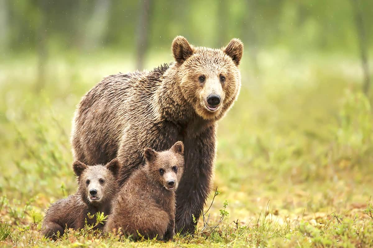 wwf-at_Braunbaer_Familie_(c)AdobeStock_giedriius