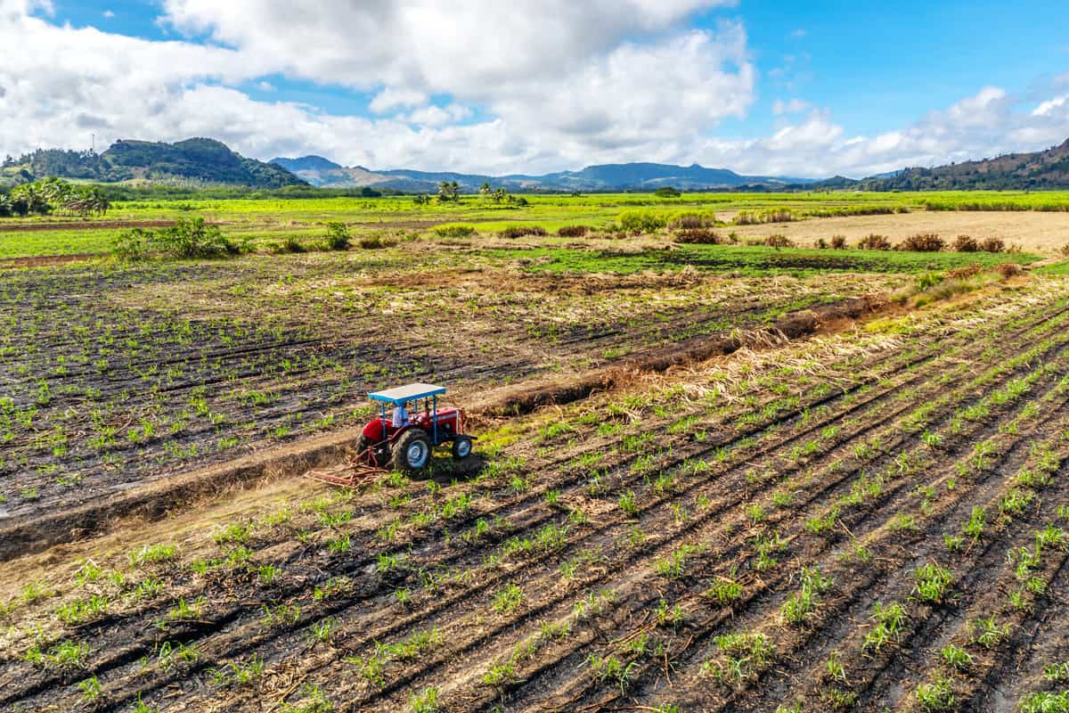 Ein lokaler Bauer bewirtschaftet sein Zuckerrohrfeld mit Traktor. Korova, Vanua Levu, Fiji.