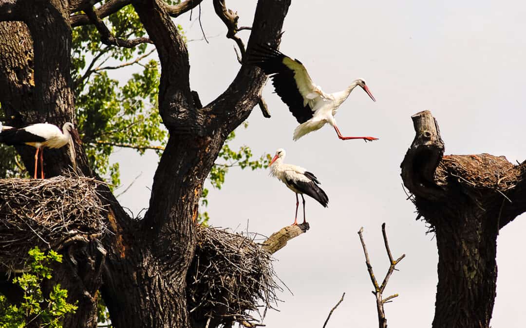 Storchennester in den March Thaya Auen