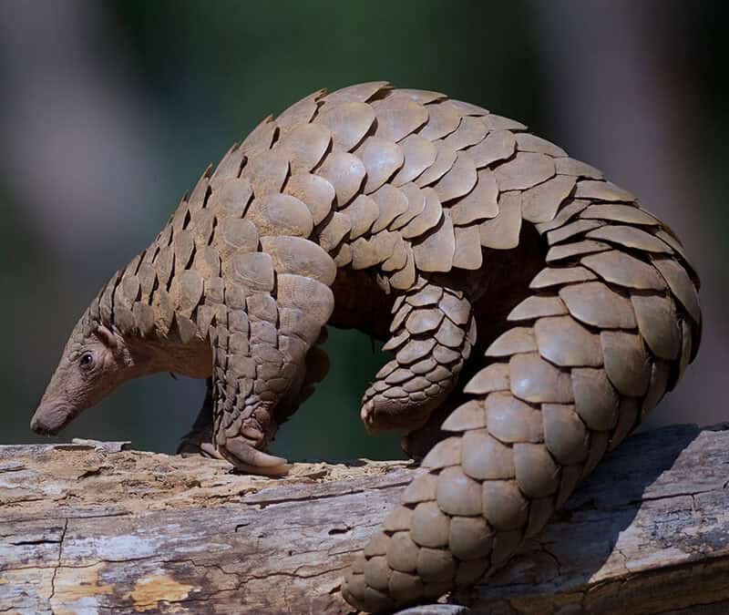 Pangolin seitlich (c) Dr Sanjay K Shukla / WWF International