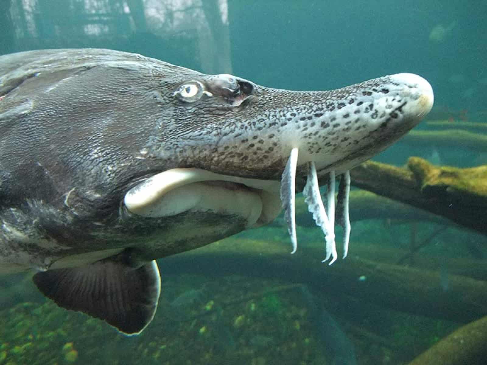 Der größte Vertreter der Artengruppe: Belugastör der-stoer-belugastoer-unter-wasser