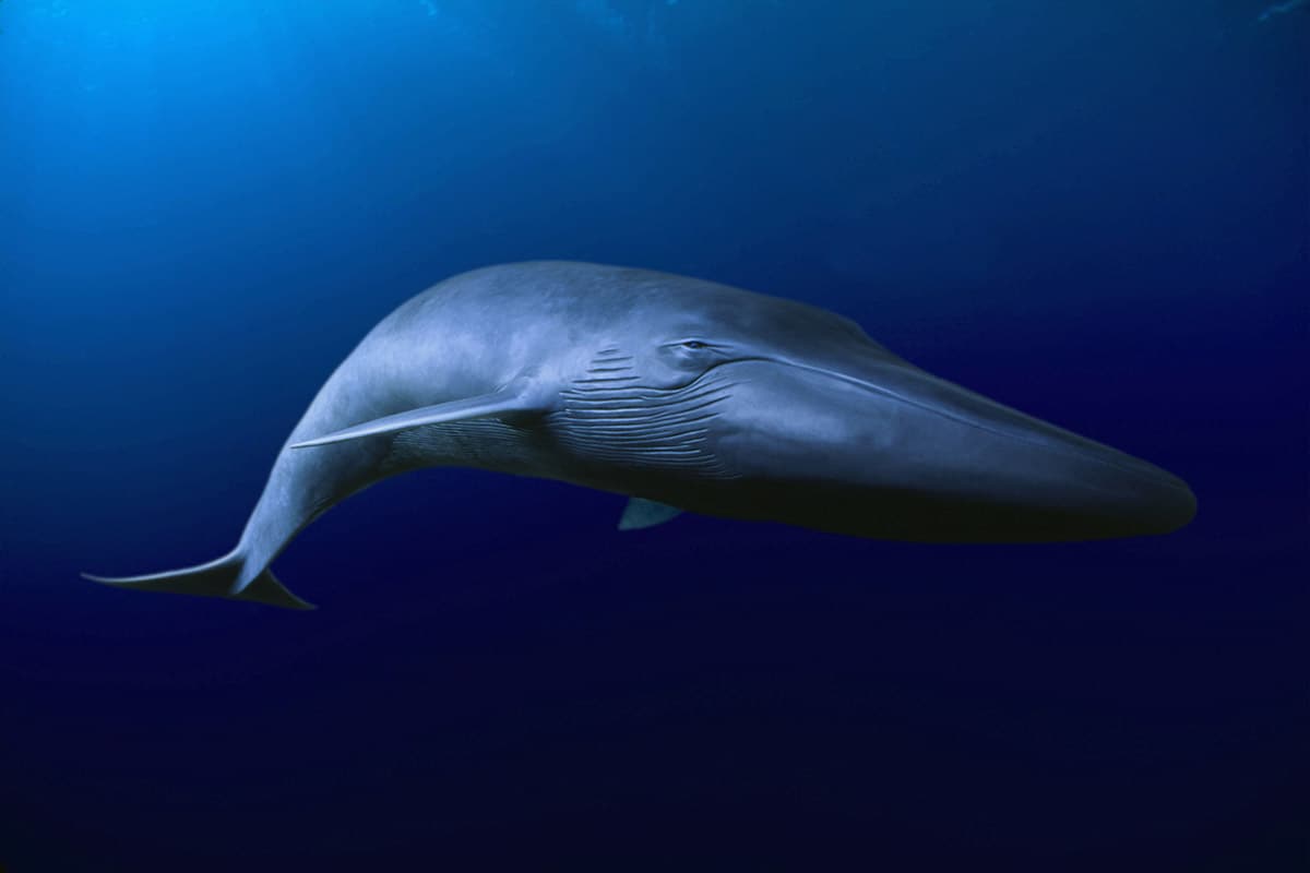Ein Blauwal © naturepl.com, David Fleetham / WWF Ein Blauwal © naturepl.com, David Fleetham / WWF