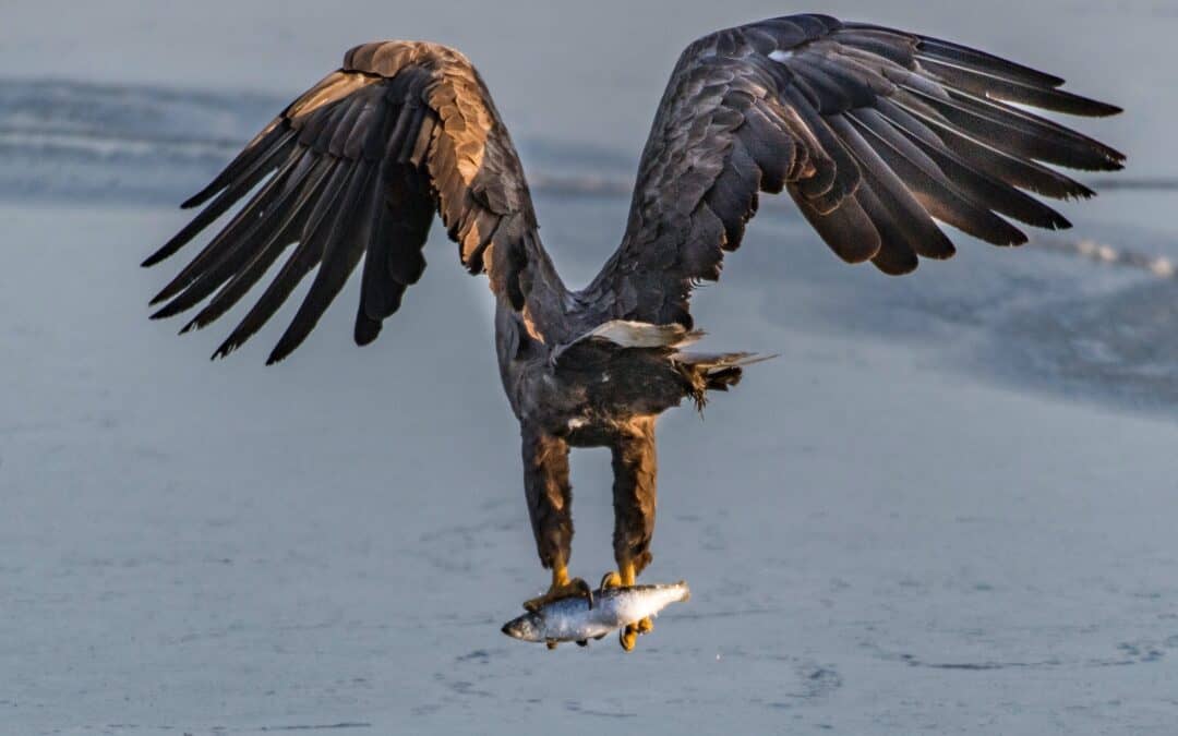 seeadler-fakten-gefaehrdung-seeadler-bestand-seeadler-schutzprojekt-wwf-greifvoegel-big-5-oesterreich