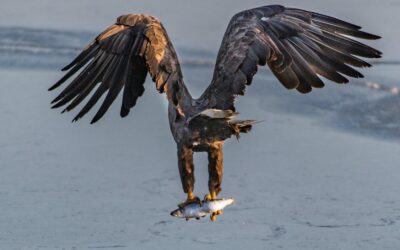Tödliches Greifvogel-Gift endlich verboten!