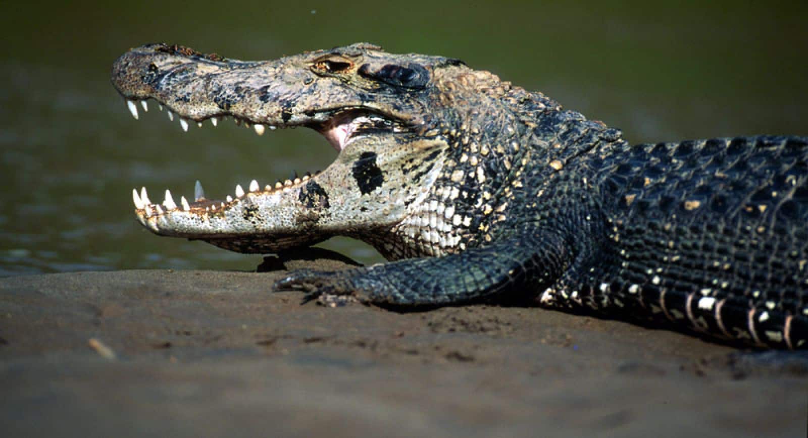 Mohrenkaiman (Melanosuchus niger), © by WWF-Canon / André BÄRTSCHI Mohrenkaiman (Melanosuchus niger), © by WWF-Canon / André BÄRTSCHI