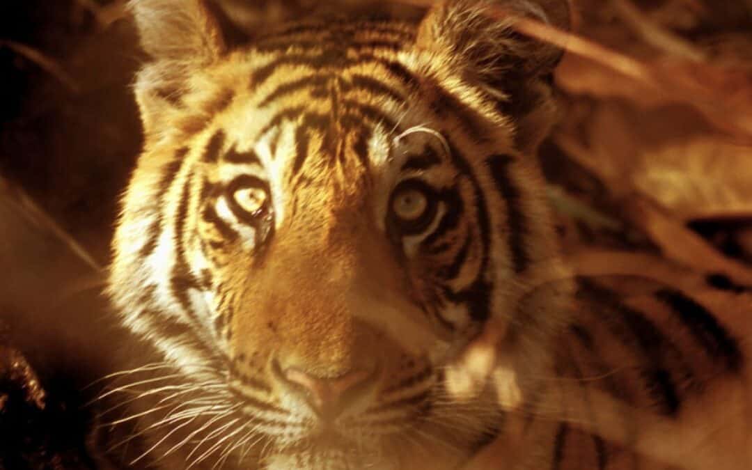 warum-tiger-schutz-tigergesicht
