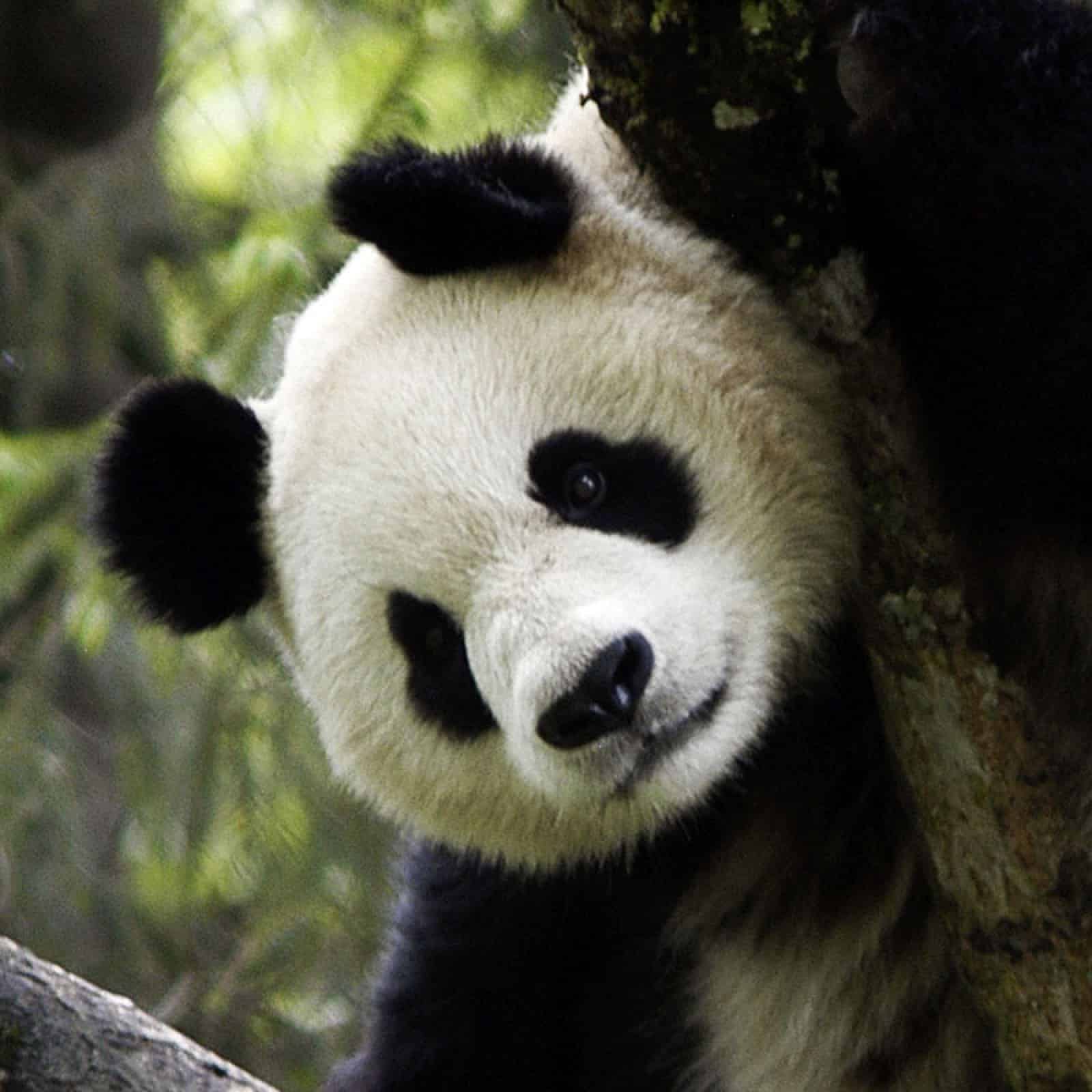 Giant Panda (Ailuropoda melanoleuca) in tree, Wolong Panda Reserve, Sichuan Province, China panda-schaut-aus-einem-baum-hervor-wwf-geburtstagsvideo-2016