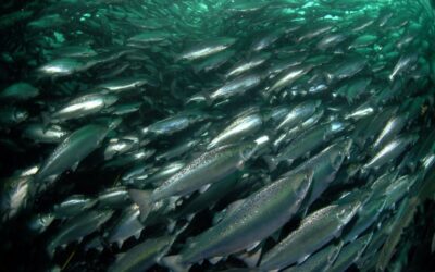 Europa hat großen Appetit auf nachhaltigen Fisch