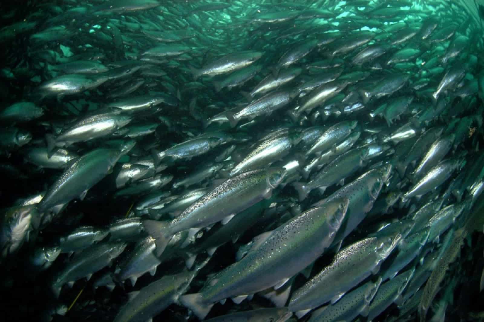 fischeuinkauf-lachs-msc