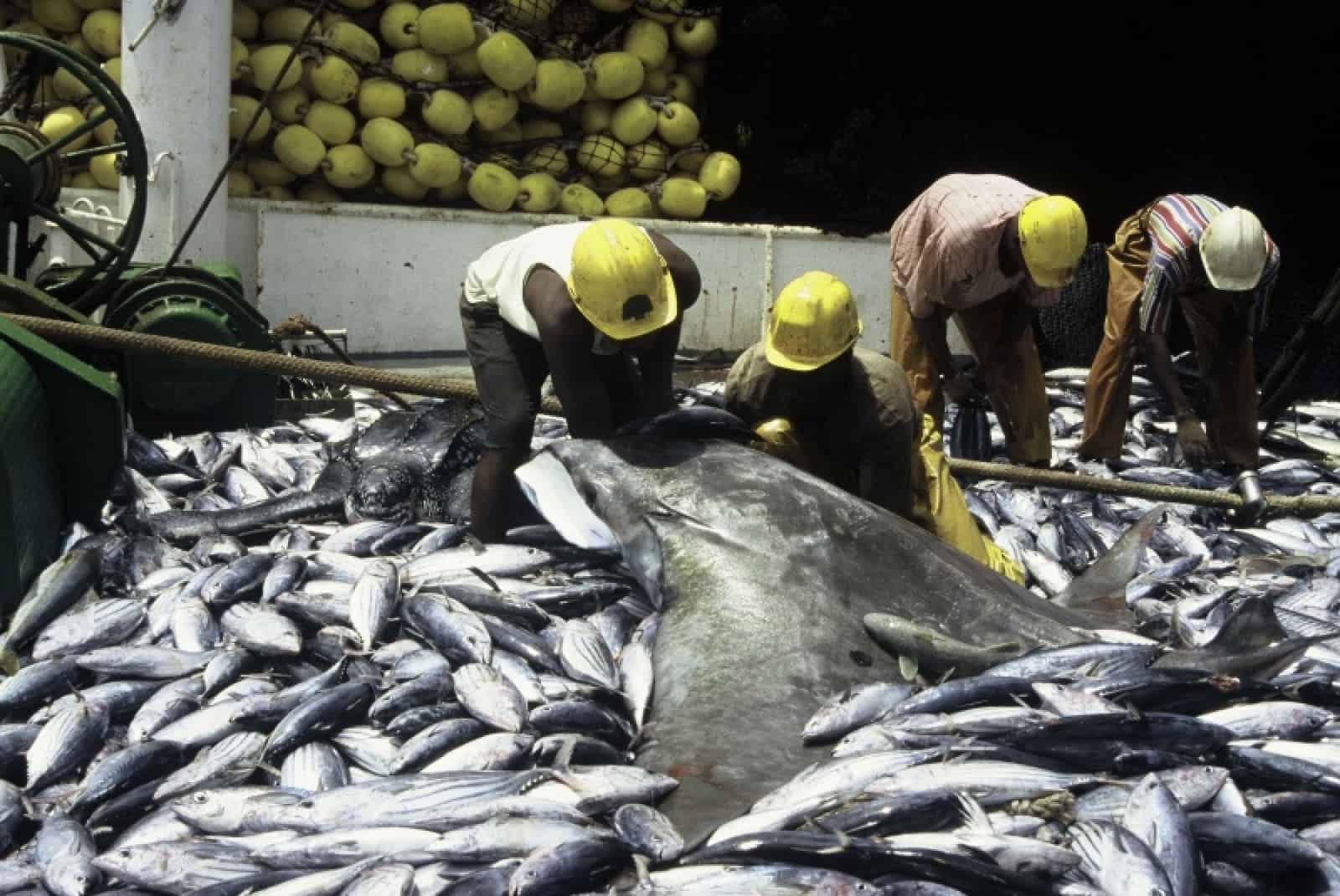Beifang bei Skipjack-Fischerei