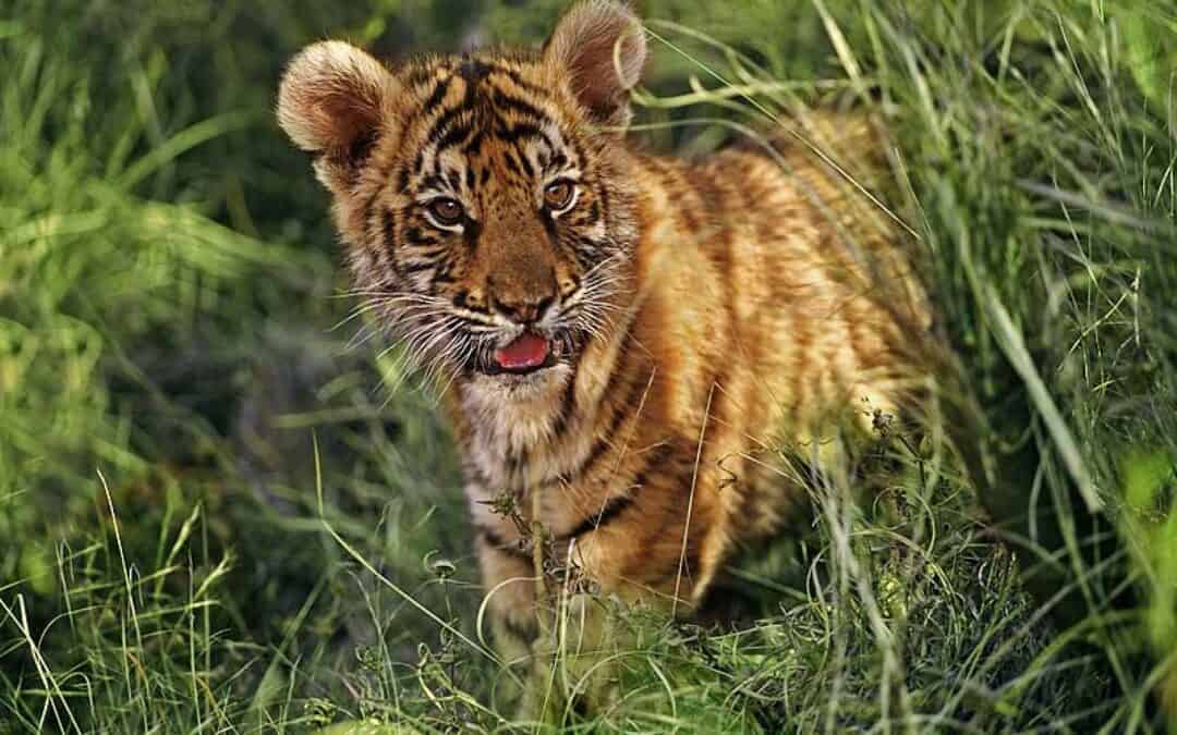 raubkatze-der-tiger-tigerbaby-im-gras