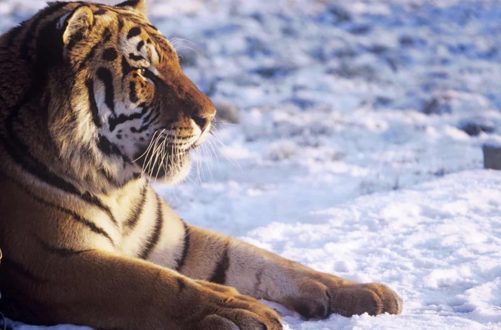 Sibirischer Tiger / Amurtiger (Panthera tigris altaica), © by David Lawson/WWF-UK Sibirischer Tiger / Amurtiger (Panthera tigris altaica), © by David Lawson/WWF-UK
