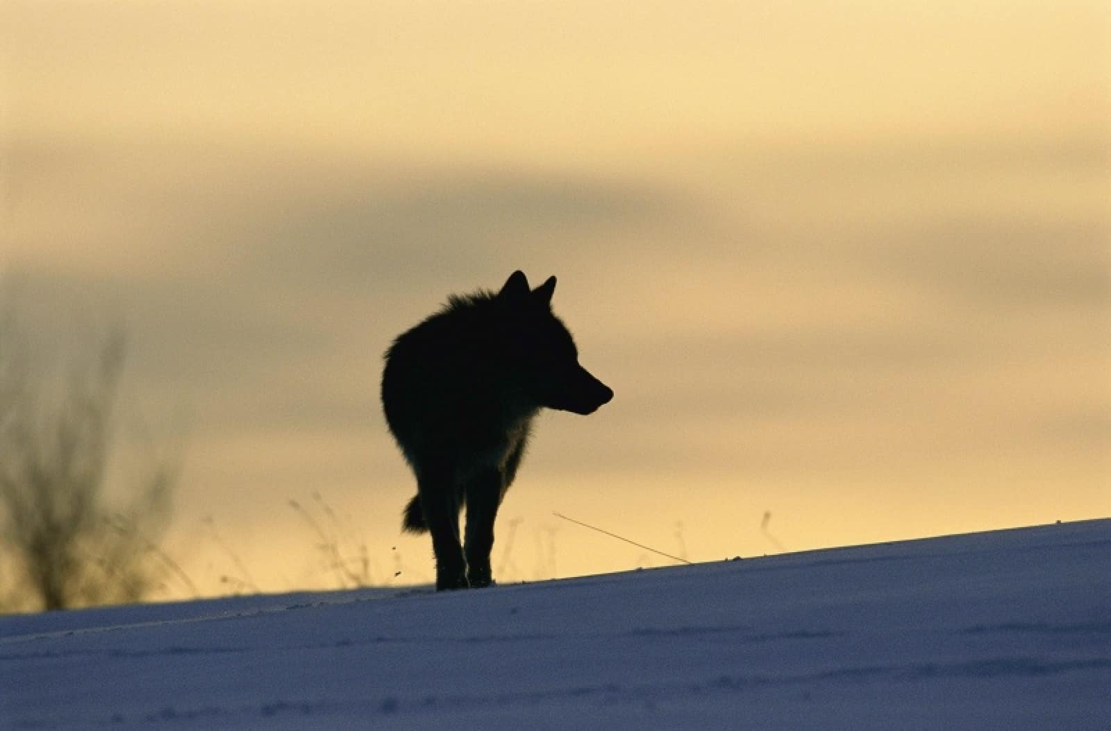 Europäischer Wolf