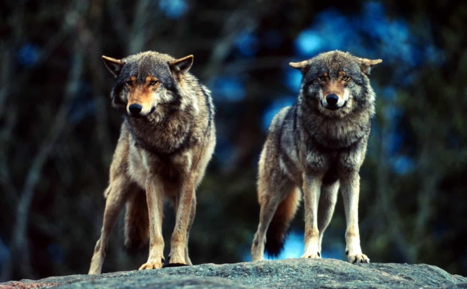 Europäischer Wolf 2 (c) Chris Martin Bahr_WWF-Canon, © by (c) Chris Martin Bahr_WWF-Canon Europäischer Wolf 2 (c) Chris Martin Bahr_WWF-Canon, © by (c) Chris Martin Bahr_WWF-Canon