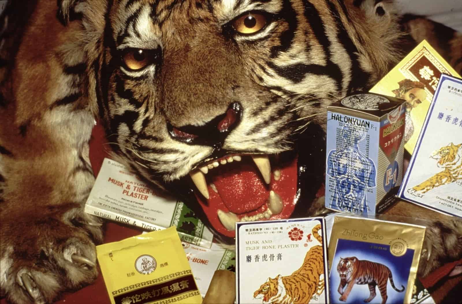 Tigerprodukte in der traditionellen chinesischen Medizin, © by Chinese medicines containing tiger and rhino parts. LAX, USA© Wil Luiijf, WWF-Canon Tigerprodukte in der traditionellen chinesischen Medizin, © by Chinese medicines containing tiger and rhino parts. LAX, USA© Wil Luiijf, WWF-Canon