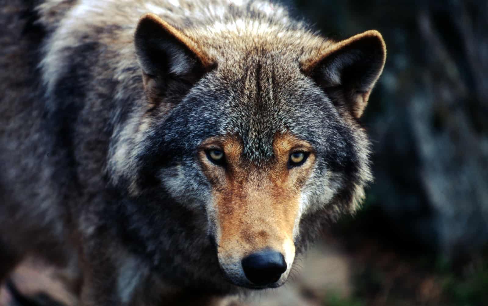 Wolf, © by WWF-Canon/Chris Martin BAHR Wolf, © by WWF-Canon/Chris Martin BAHR