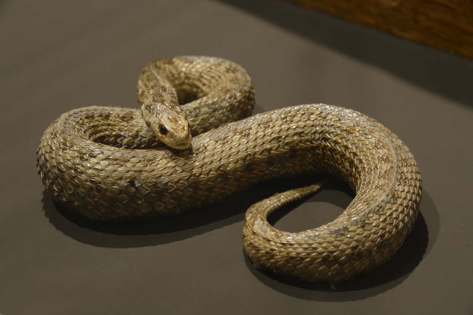 Wiesenotter im Museum, © by NHM, Kurt Kracher Wiesenotter im Museum, © by NHM, Kurt Kracher