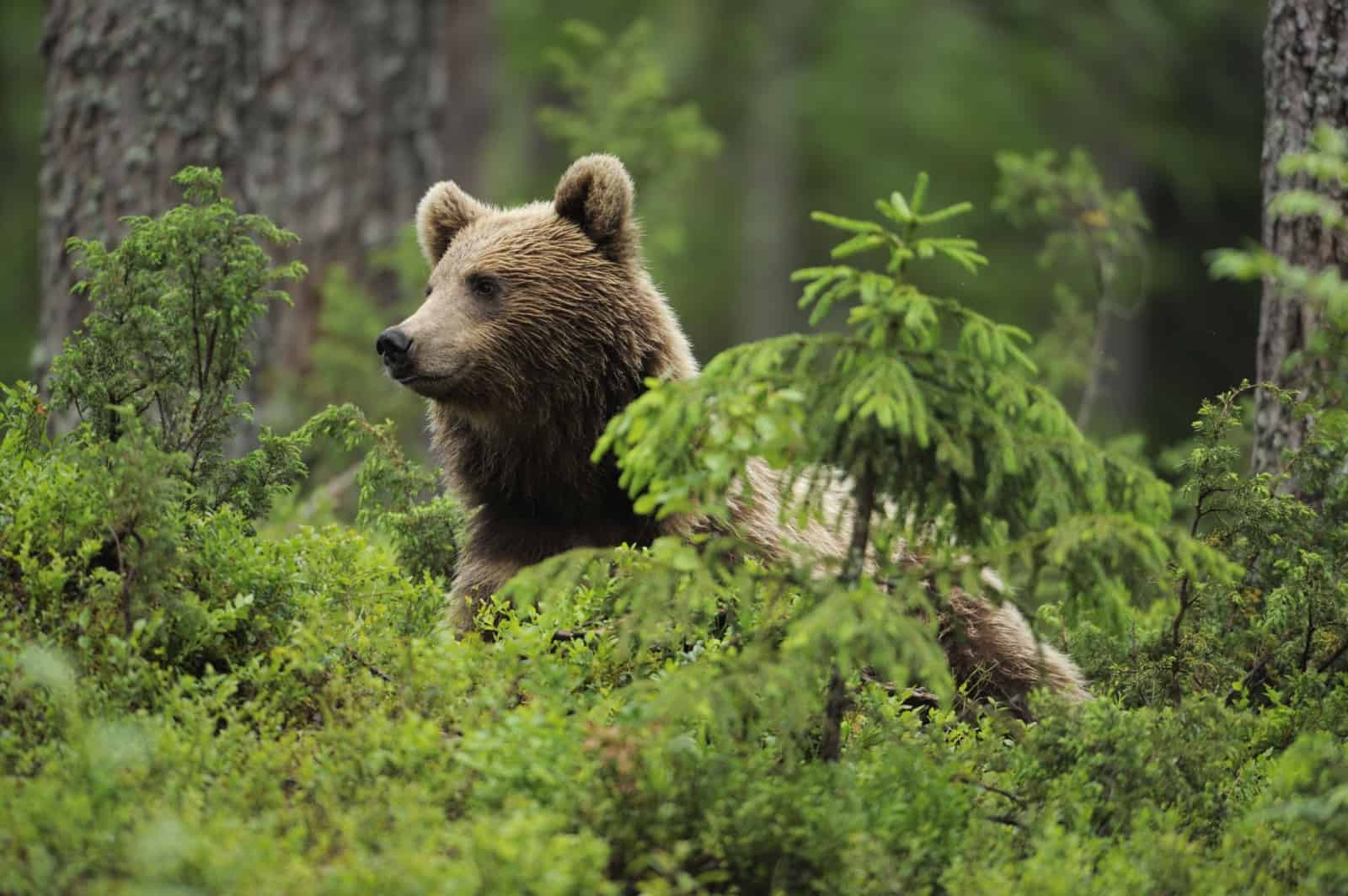 Braunbär, © by Wild Wonders of Europe/ Staffan Widstrand/ WWF Braunbär, © by Wild Wonders of Europe/ Staffan Widstrand/ WWF
