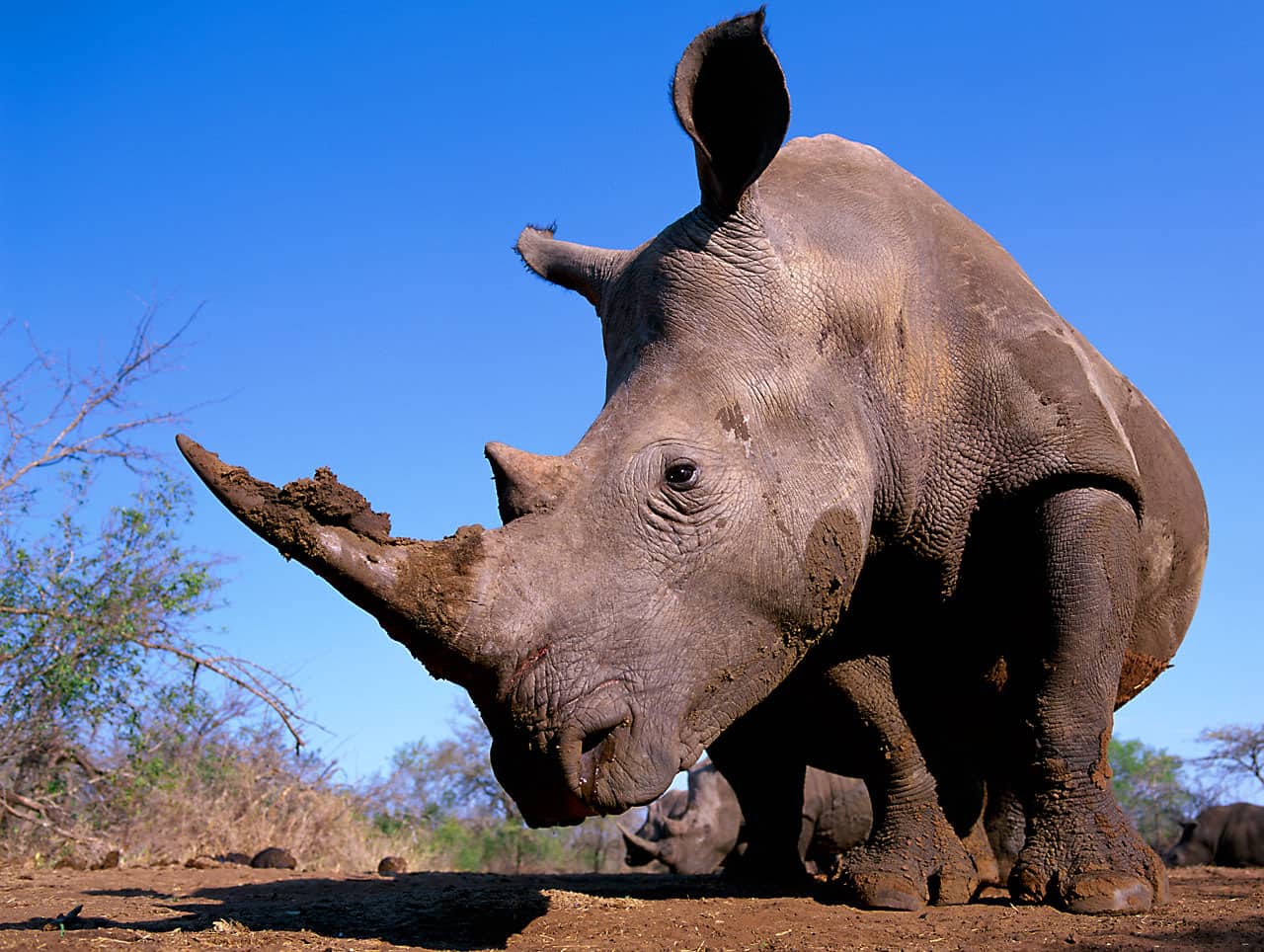 Spitzmaulnashorn, © by A.Rouse/WWF-Canon Spitzmaulnashorn, © by A.Rouse/WWF-Canon