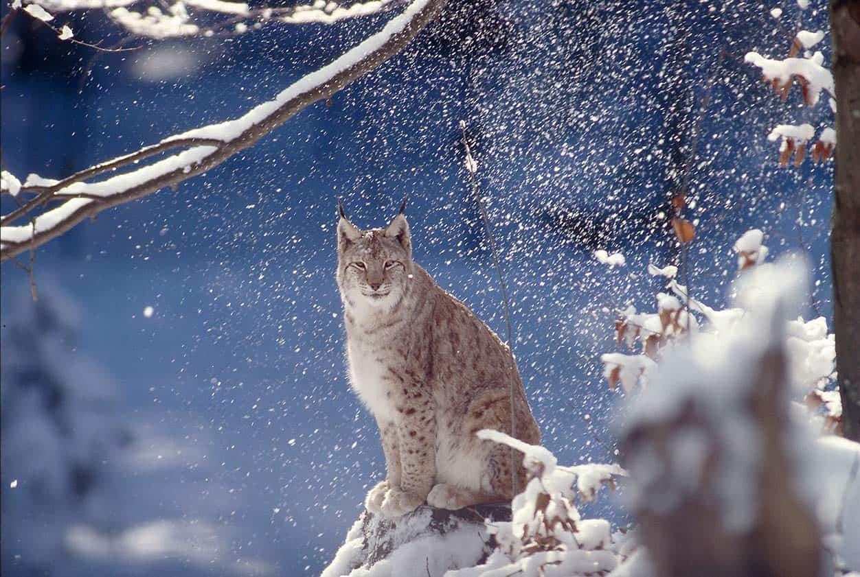 arbeit-des-wwf-bedrohte-arten-patenschaft-luchs