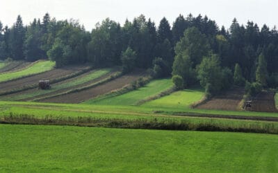 WWF begrüßt Aus für Waldviertel-Autobahn