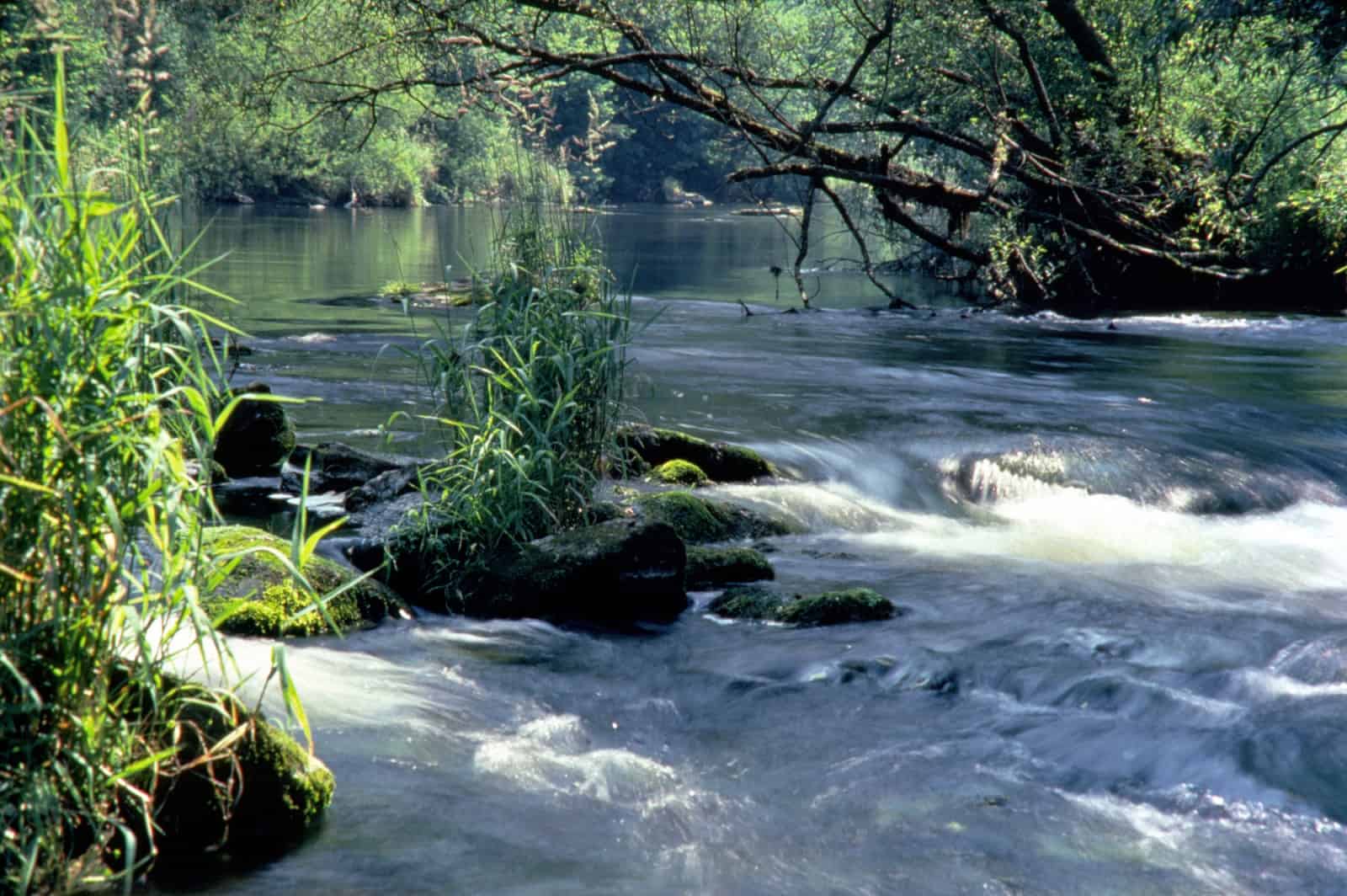 Fluss Kamp im Waldviertel fluss-kamp