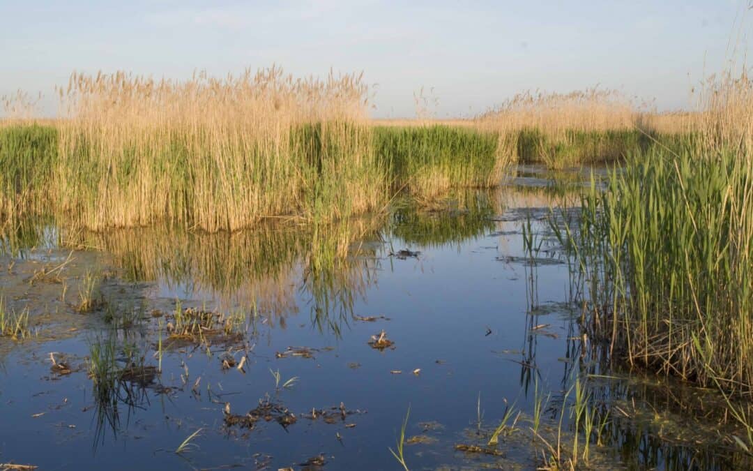 neusiedler-see-schilfguertel
