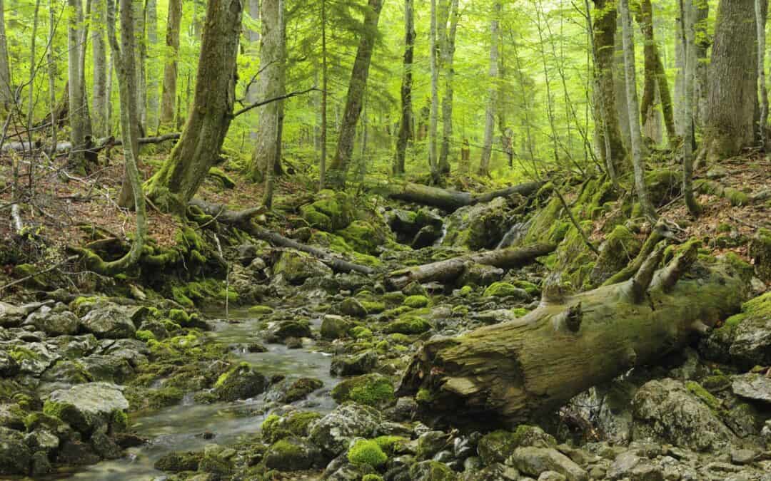 ausschnitt-von-einem-gruenem-wald-wwf-rothwald