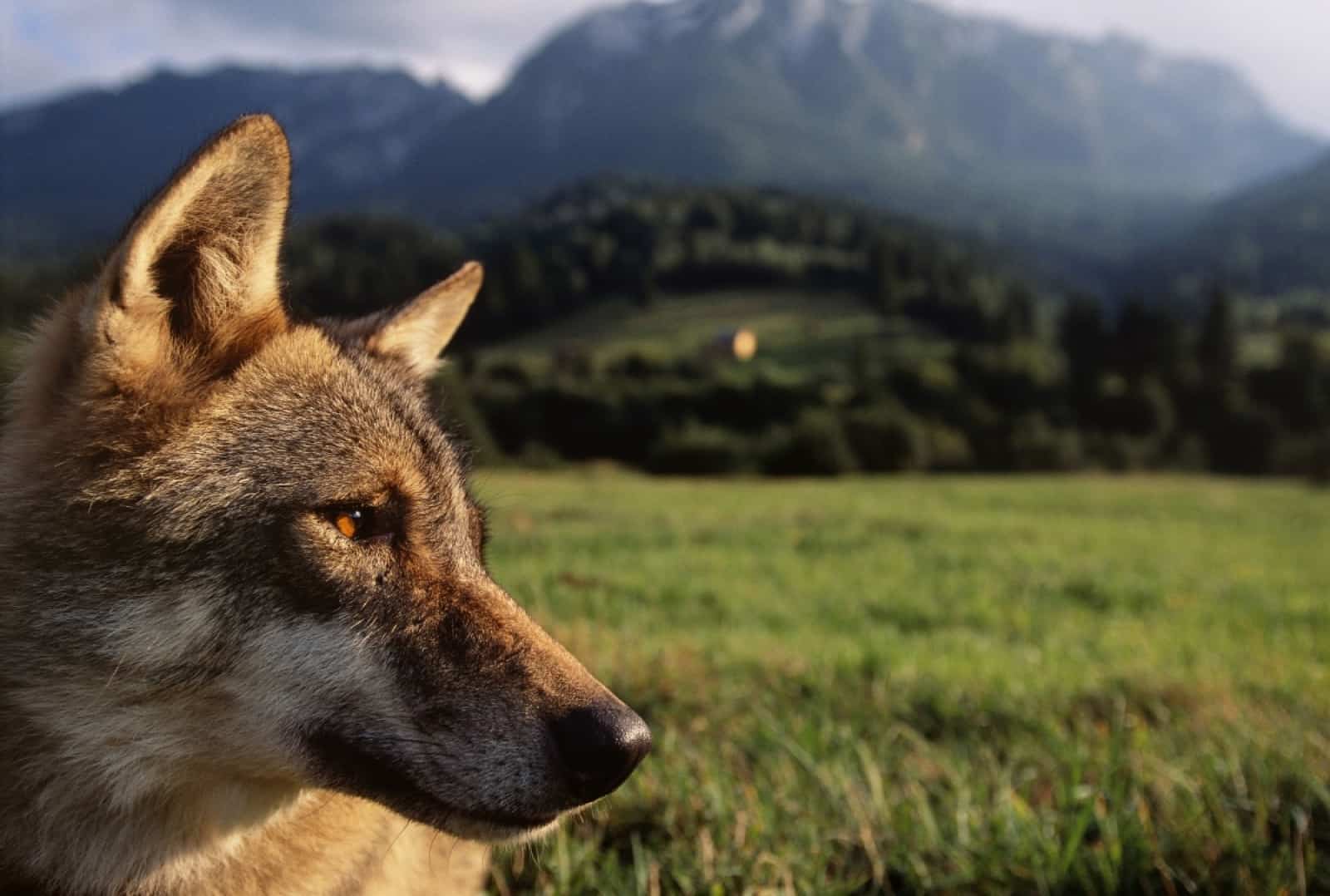 Der Europäische Wolf europaeischer-wolf-auf-einer-wiese-vor-einem-berg