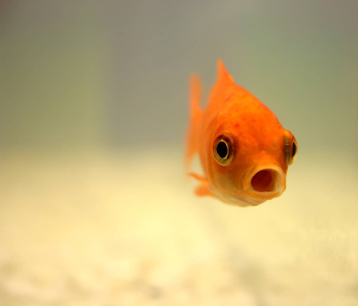 Goldfisch, © by Alexandra Bucurescu / pixelio.de Goldfisch, © by Alexandra Bucurescu / pixelio.de