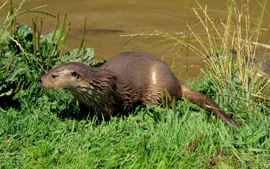 WWF: Salzburger Landesrat will streng geschützte Fischotter töten lassen