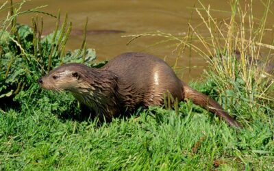 WWF: Salzburger Landesrat will streng geschützte Fischotter töten lassen