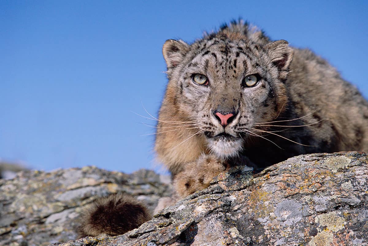 nahaufnahme-von-liegendem-schneeleopard-frontal-wwf-fakten-schneeleopard-video