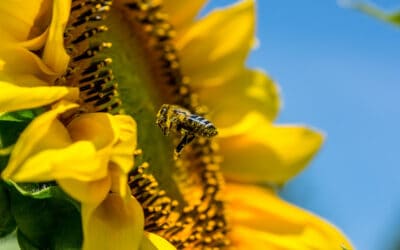 Bienen: Sie machen so viel mehr als Honig