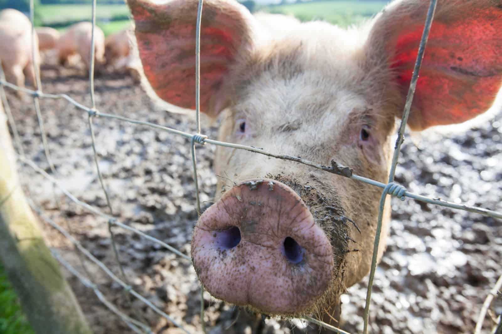 Österreich ist Europameister im Fleischkonsum. © Global Warming Images schwein-frontal-mit-fokus-auf-schnauze-abgebildet-wwf-fleischkonsum-auswirkungen