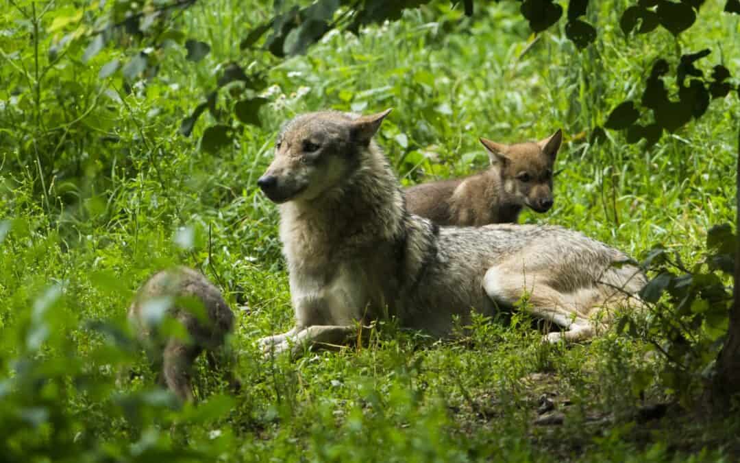 wolf-mythen-wolfsmanagement-rueckkehr-des-wolfes-woelfin-mit-jungen