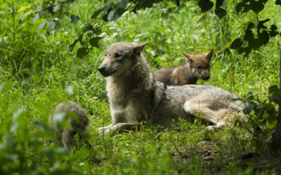 10 Mythen rund um den Wolf