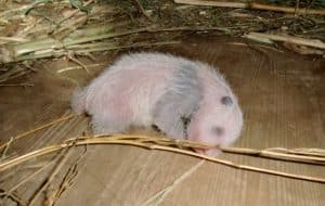 So sehen wir als Neugeborene aus, © by Tiergarten Schön- brunn. Das Foto knipste Panda-Betreuerin Eveline Dungl So sehen wir als Neugeborene aus, © by Tiergarten Schön- brunn. Das Foto knipste Panda-Betreuerin Eveline Dungl